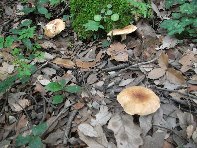 Bosco_dello_Scacchiere - 20110120 109.jpg